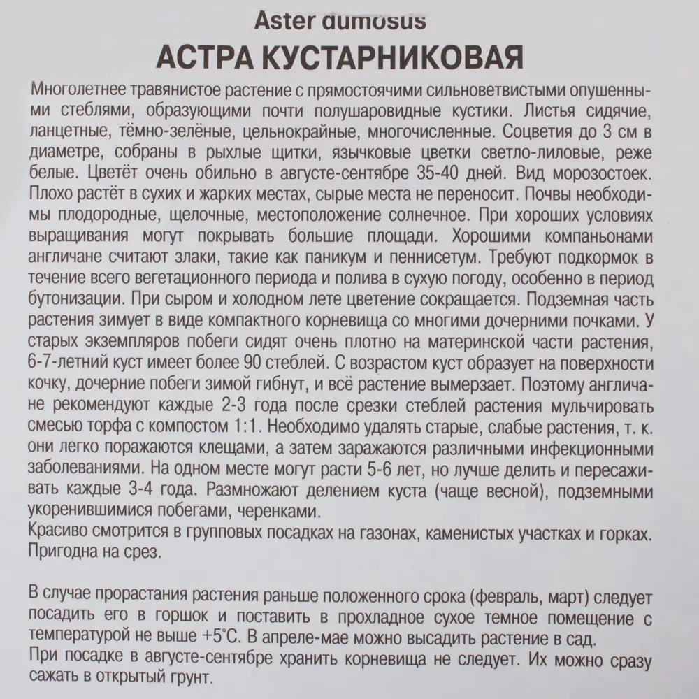 Астра кустарниковая Аполло I, 1 шт ✳️ купить по цене 80 ₽/шт. в Туле с  доставкой в интернет-магазине Леруа Мерлен