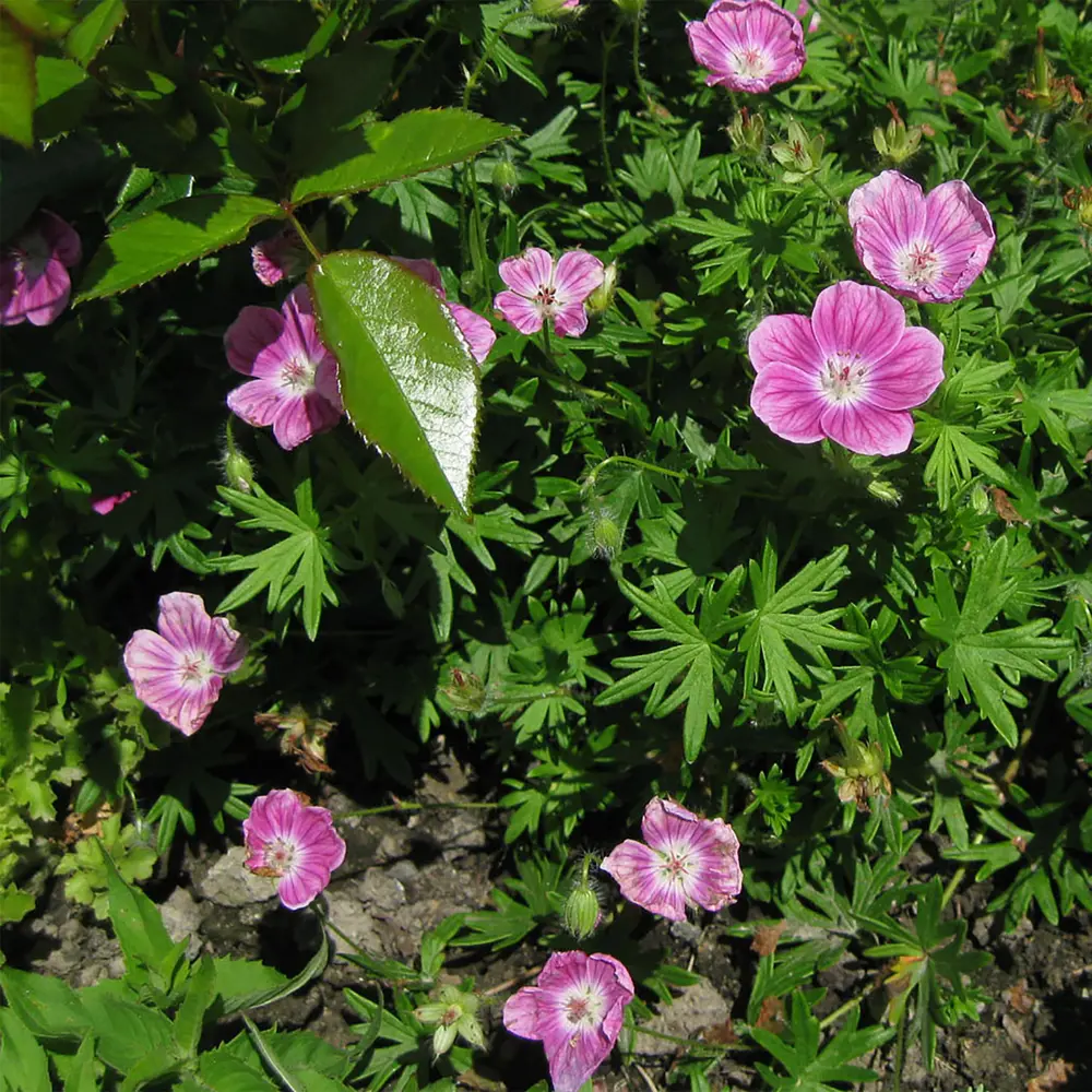 Герань садовая красная. Geranium sanguineum elke. Герань кроваво-красная Элке. Герань кроваво-красная "elke" Geranium sanguineum "elke". Герань Geranium sanguineum elke.