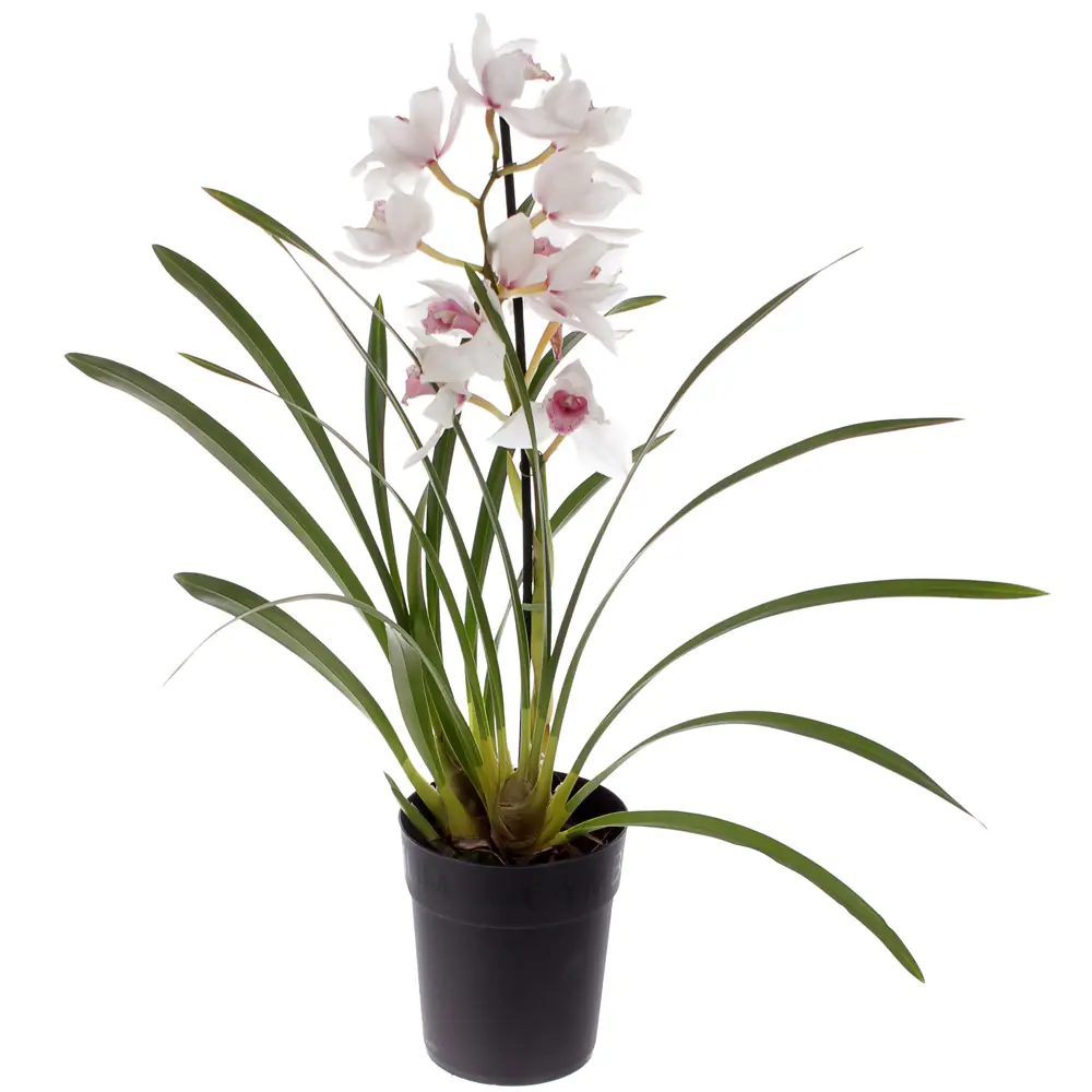 Орхидея Цимбидиум белый купить