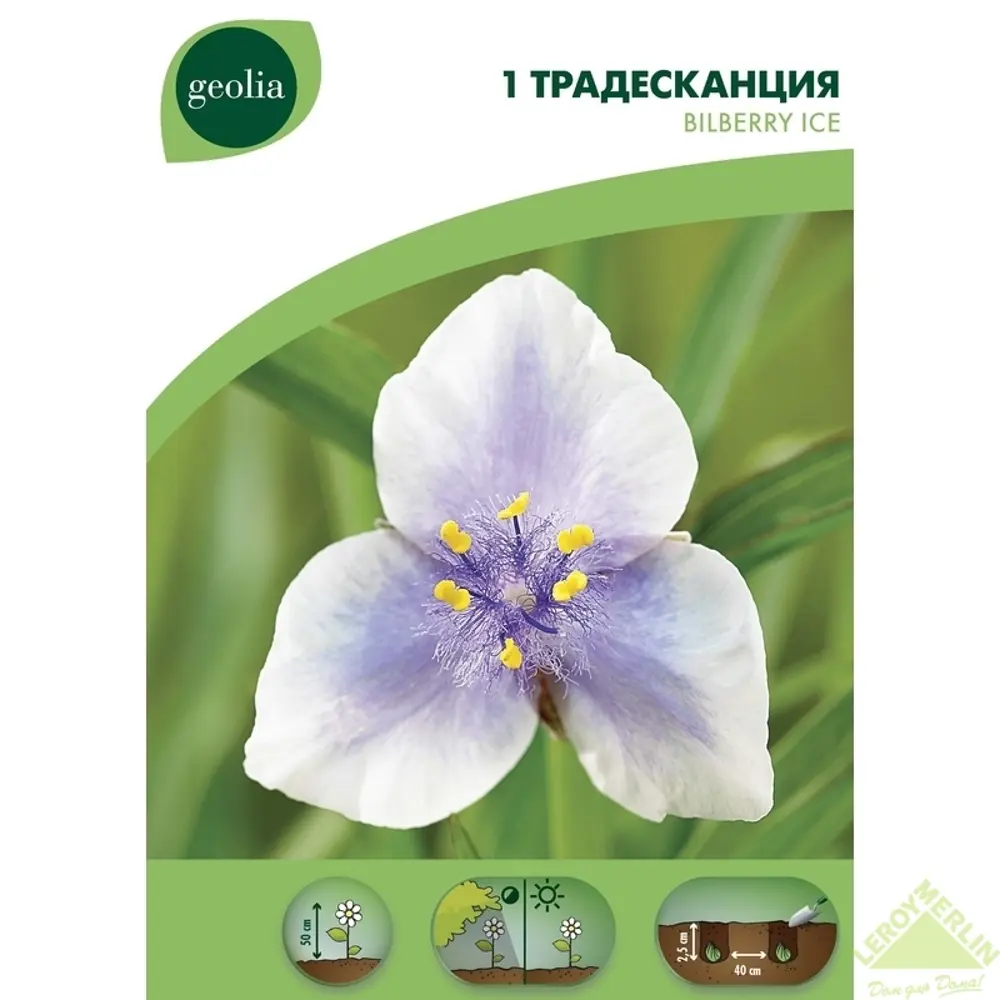 Традесканция Bilberry Ice Geolia ✳️ купить по цене 38 ₽/шт. в Ульяновске с  доставкой в интернет-магазине Леруа Мерлен