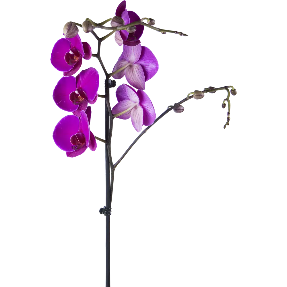 Леруа мерлен орхидея в горшке. Фаленопсис Леруа Мерлен. Фаленопсис цветок Леруа Мерлен. Орхидеи в Леруа Мерлен. Леруа цветы орхидеи.