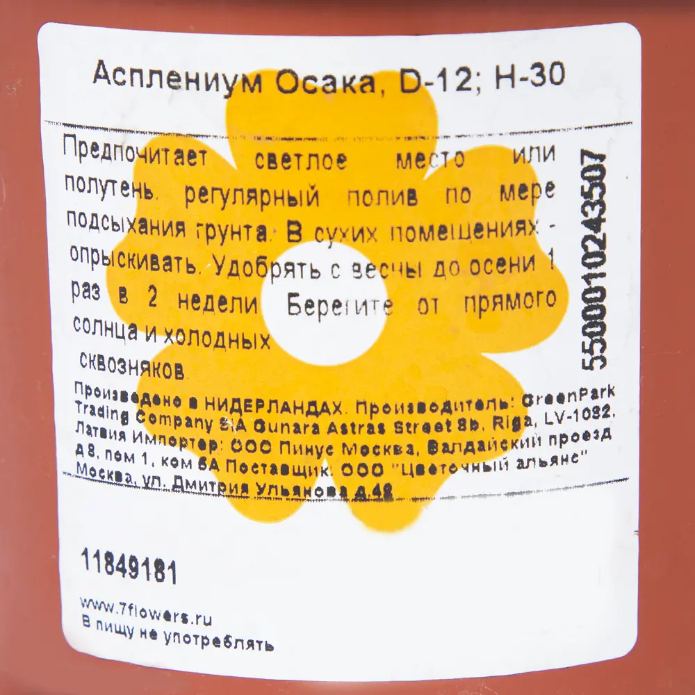 Асплениум Осака 12х30 см по цене 408 ₽/шт. купить в Саратове в  интернет-магазине Леруа Мерлен