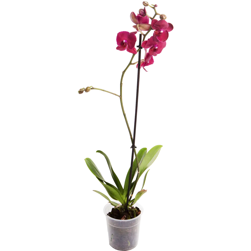 Орхидея Фаленопсис микс 1 стебель ø12 h50 см по цене 1777 ₽/шт. купить в  Сургуте в интернет-магазине Леруа Мерлен