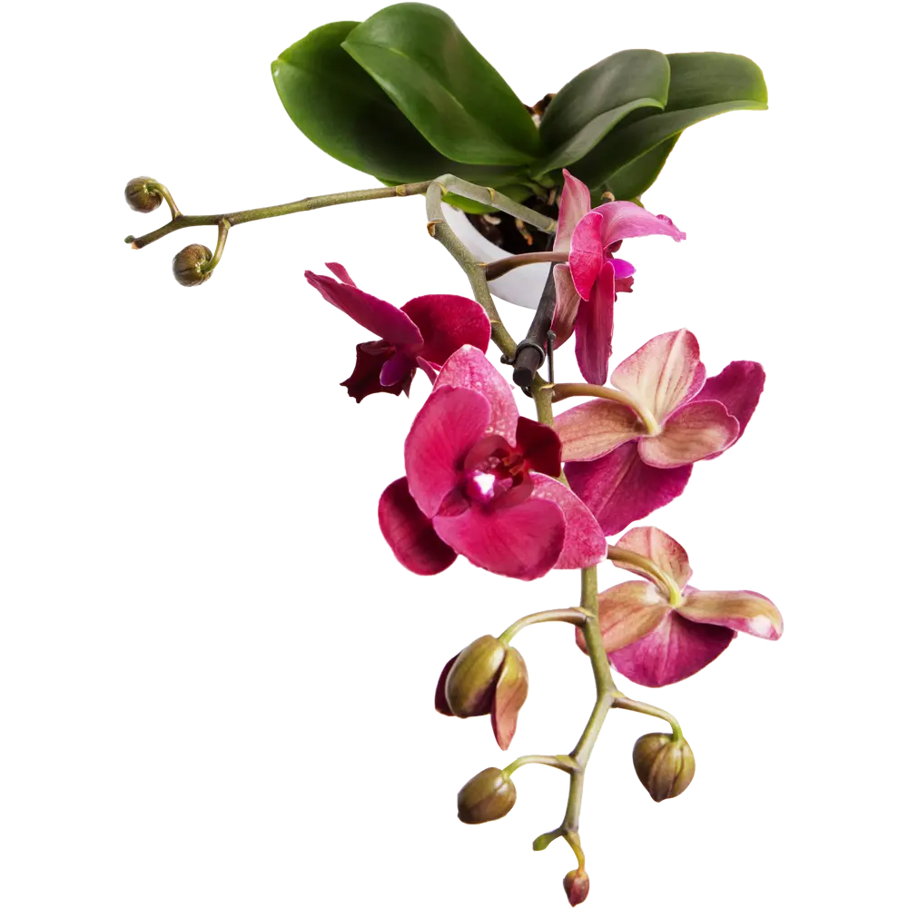 Почему не цветет орхидея и как уговорить ее выпустить новую стрелку | В цветнике (баштрен.рф)