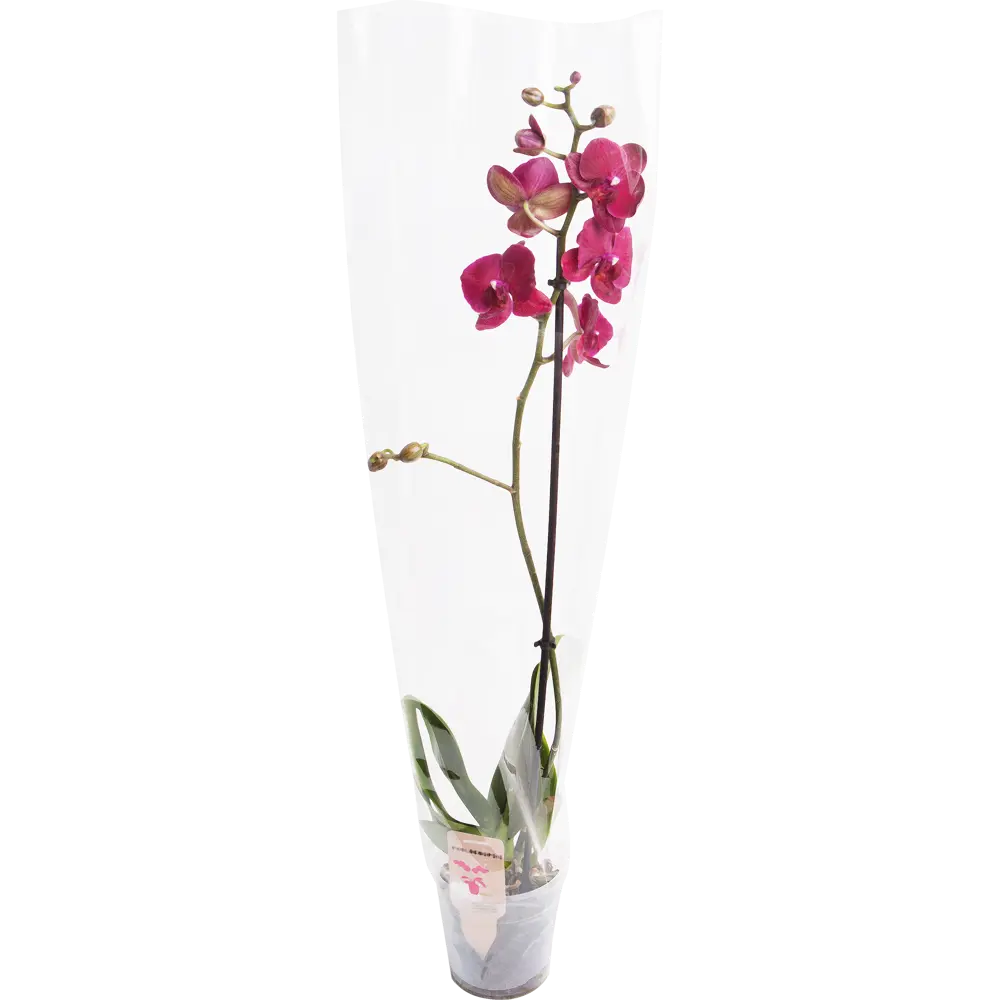 Леруа мерлен орхидея в горшке. Фаленопсис микс 1. 12725420 Фаленопсис. Фаленопсис промо микс. Фаленопсис промо микс 1 стрелка.