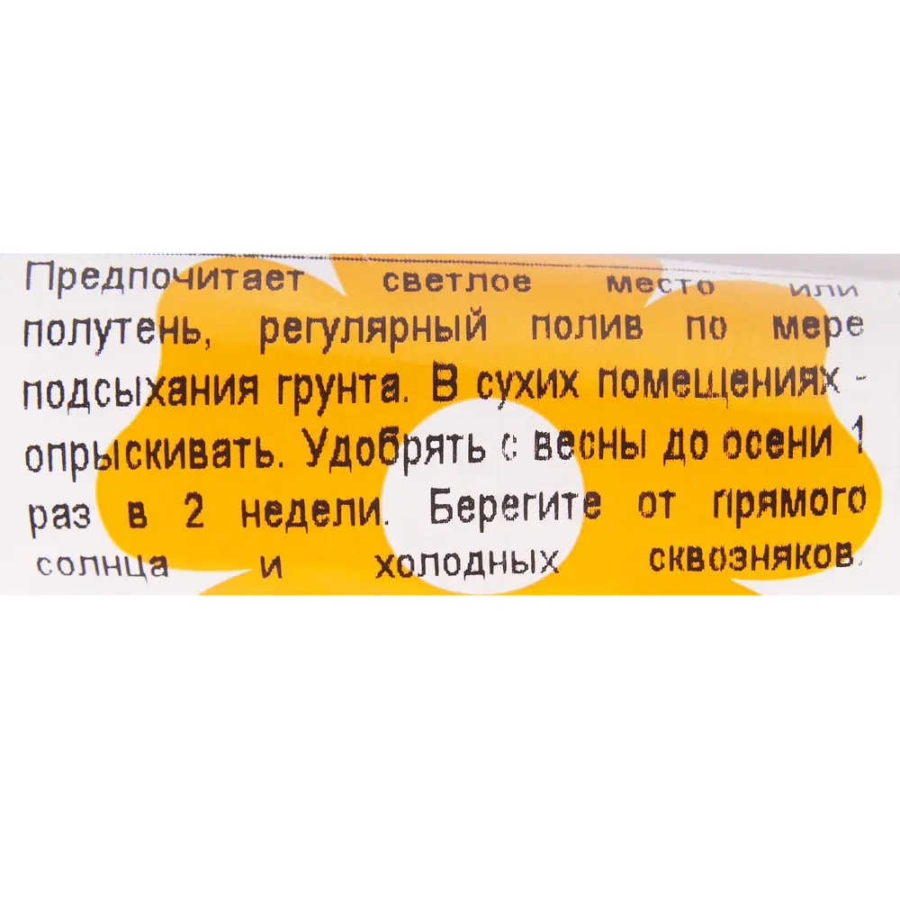 Бамбук Лакки 1x40 см ✳️ купить по цене 398 ₽/шт. в Ижевске с доставкой в  интернет-магазине Леруа Мерлен