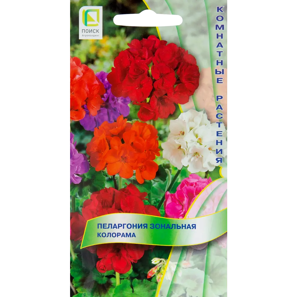 Семена цветов пеларгония Колорама. Цв пеларгония зональная Колорама. Пеларгония зональная Мирка f1. Пеларгония Колорама f2 фиолетовая.