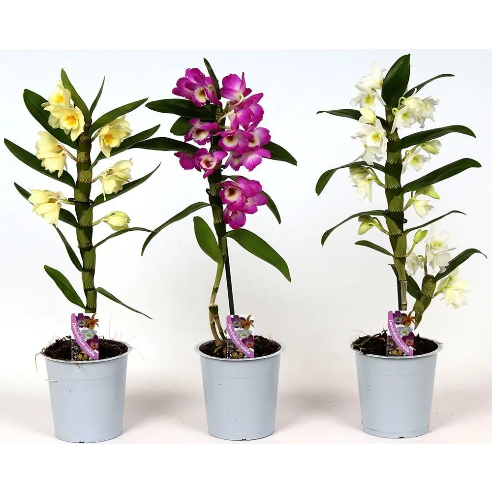 Что делать, если орхидея Дендробиум Нобиле вместо цветов растит деток (кейки).
