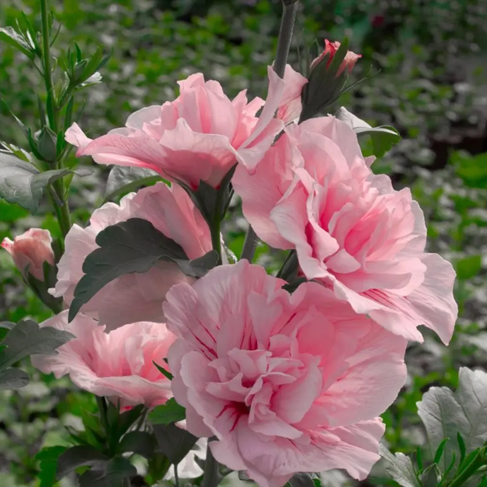 Гибискус леди стэнли. Гибискус сирийский (Pink Chiffon). Гибискус сирийский махровый. Гибискус сирийский леди Стэнли. Гибискус сирийский Пинк Чиффон.