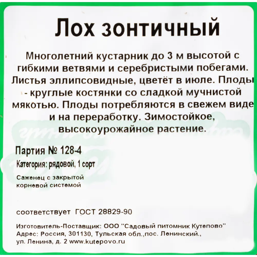 Лох зонтичный (плодовый) С2 40 см по цене 498 ₽/шт. купить в Уфе в  интернет-магазине Леруа Мерлен