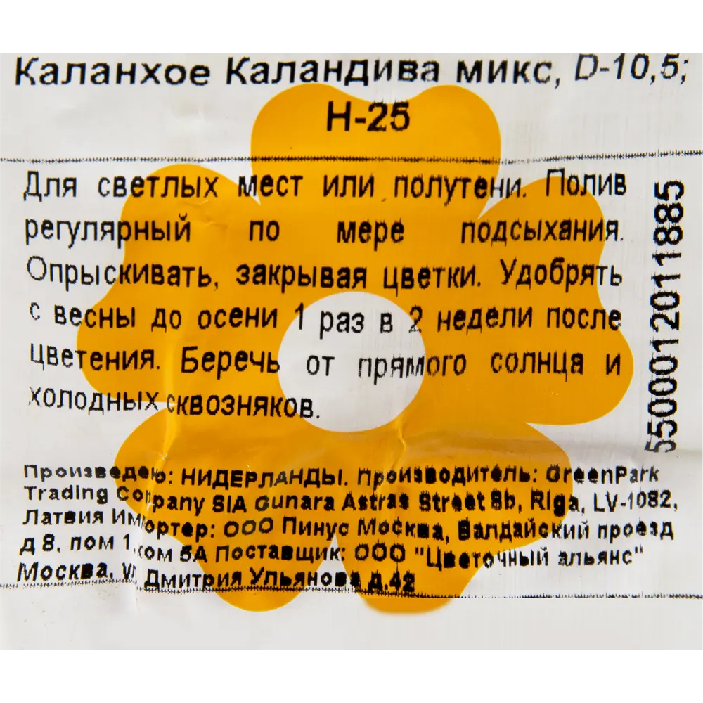 Каланхое «Каландива» микс ✳️ купить по цене 633 ₽/шт. в Петрозаводске с  доставкой в интернет-магазине Леруа Мерлен