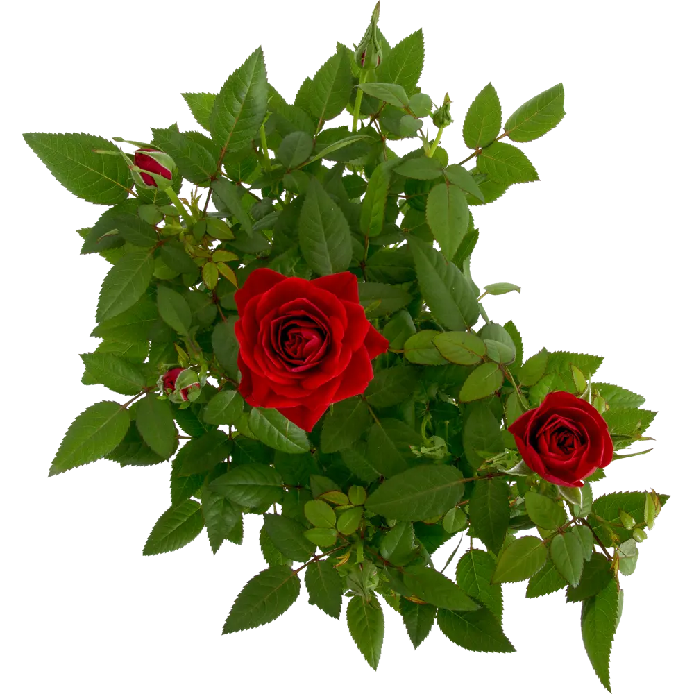 Роза Кордана микс 10х25 см по цене 742 ₽/шт. купить в Липецке в  интернет-магазине Леруа Мерлен