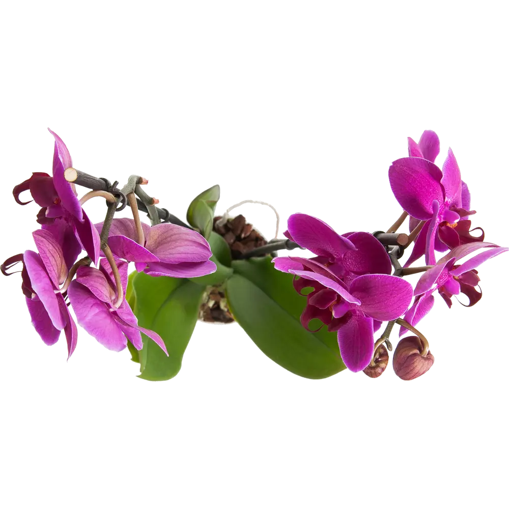 Леруа мерлен орхидея в горшке. Фаленопсис микс. Орхидеи в Леруа Мерлен. Фаленопсис Вакс релакс. Орхидея 2 цветоноса микс.