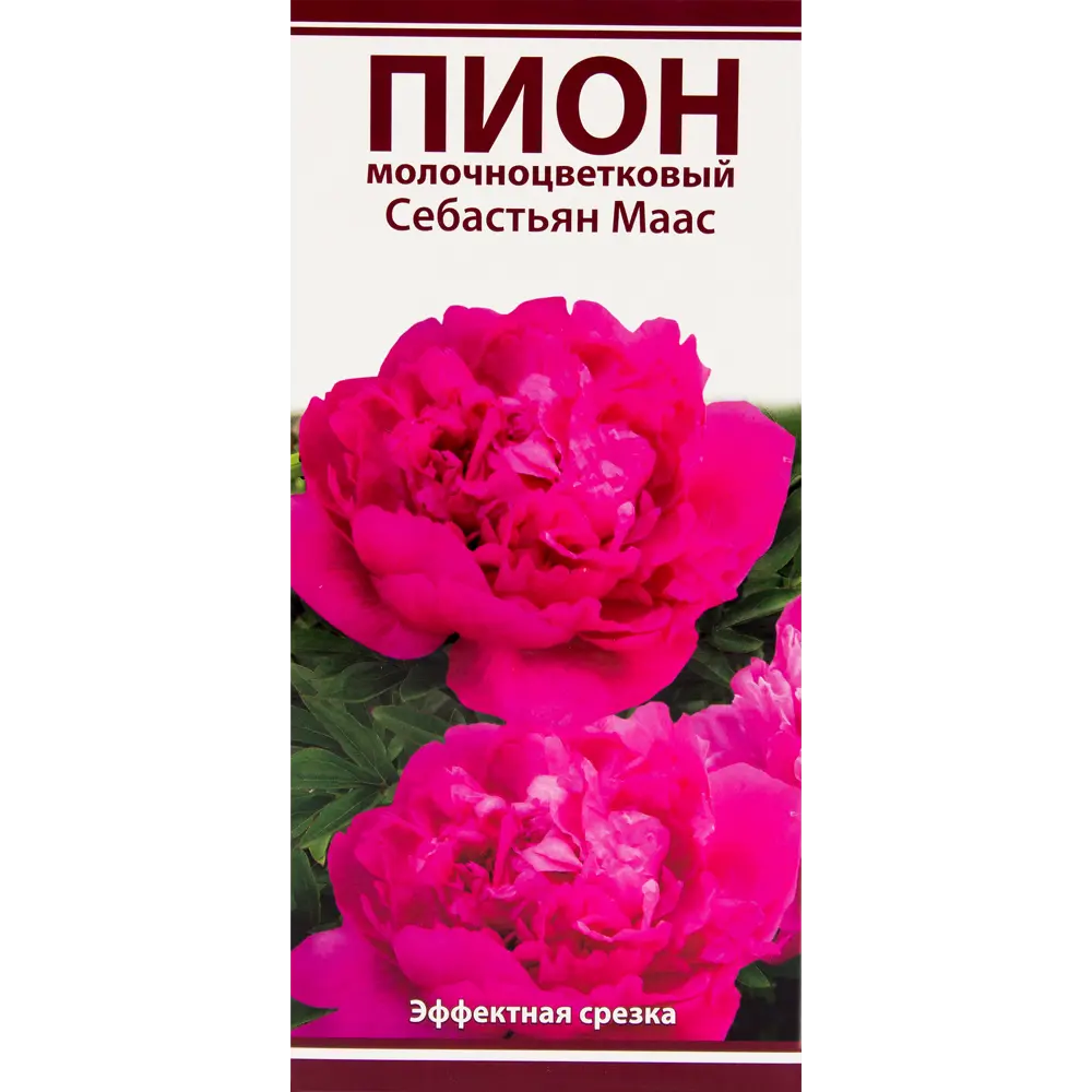 Пион молочноцветковый «Себастьян Маас», размер луковицы I ✳️ купить по цене  698 ₽/шт. в Москве с доставкой в интернет-магазине Леруа Мерлен