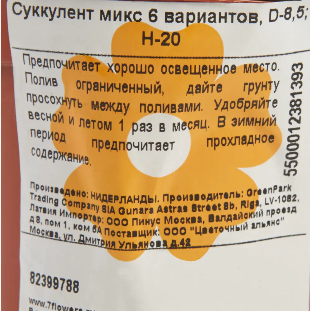 Суккулент микс 6 видов 8.5x20 см ✳️ купить по цене 453 ₽/шт. в Липецке с  доставкой в интернет-магазине Леруа Мерлен