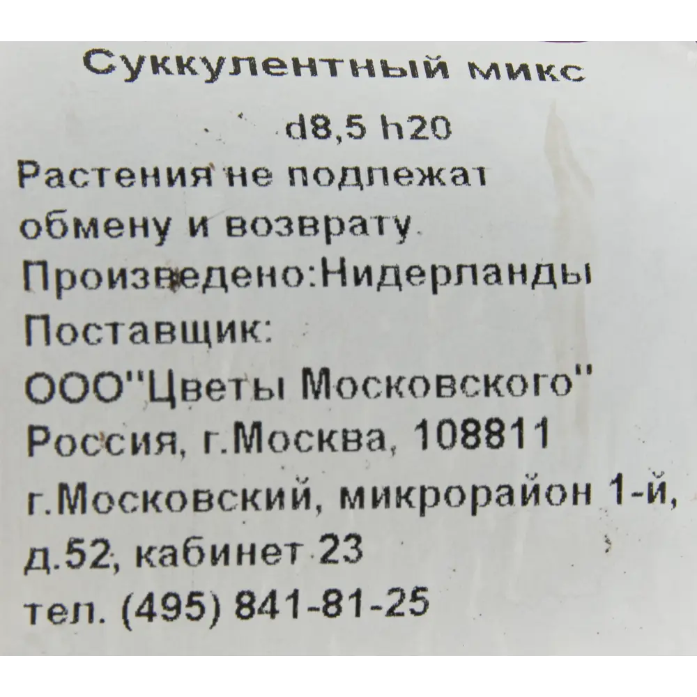 Суккулентный микс 8.5x20 см по цене 201 ₽/шт. купить в Кемерове в  интернет-магазине Леруа Мерлен