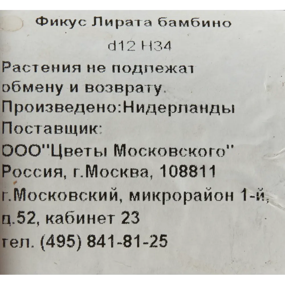 Фикус Лирата Бамбино 12x34 см ✳️ купить по цене 654 ₽/шт. в Ярославле с  доставкой в интернет-магазине Леруа Мерлен