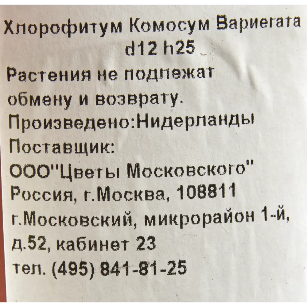 Хлорофитум Комосум Вариегата 12x25 см ✳️ купить по цене 290 ₽/шт. в  Ставрополе с доставкой в интернет-магазине Леруа Мерлен