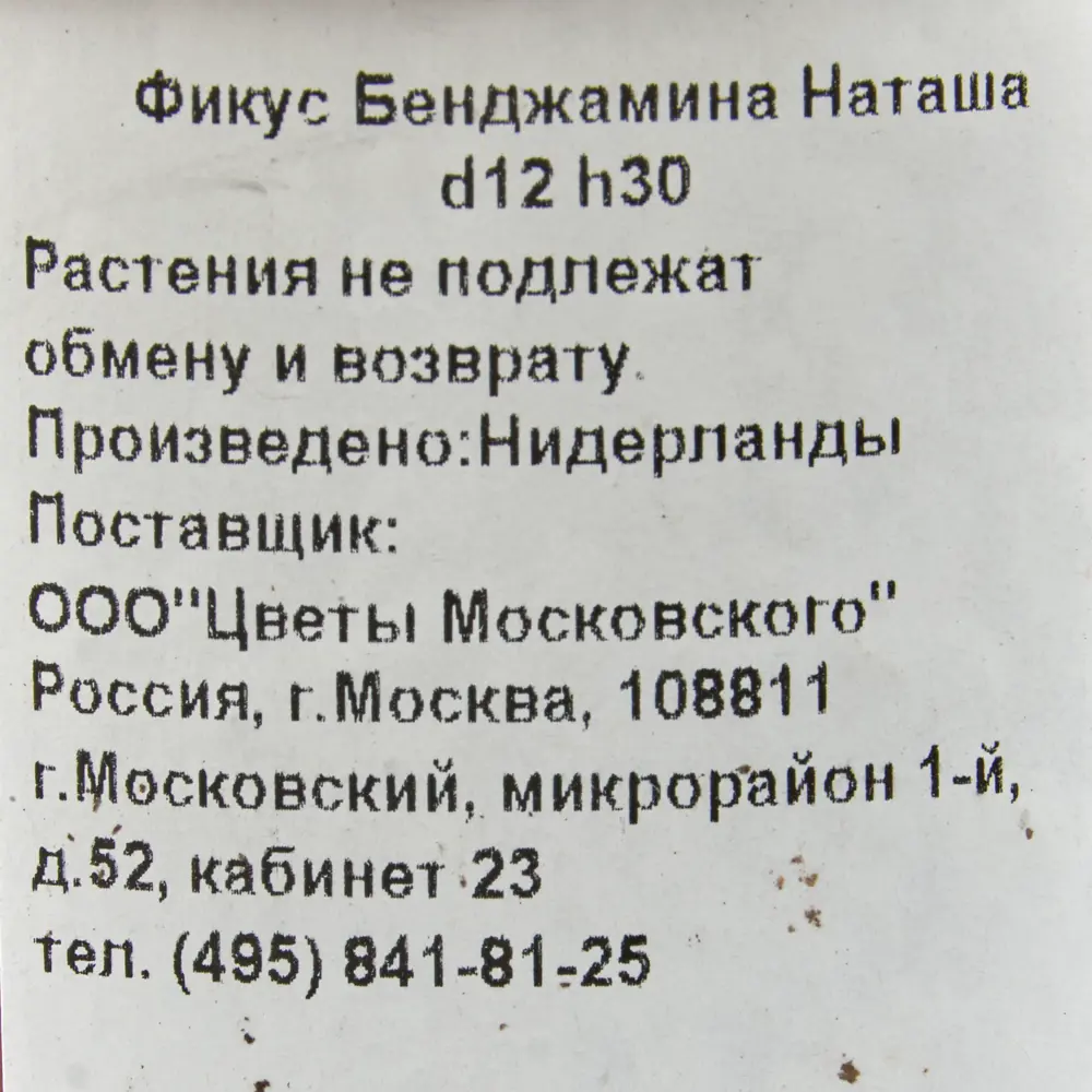 Фикус Бенджамина Наташа 12x30 см ✳️ купить по цене 166 ₽/шт. в Пензе с  доставкой в интернет-магазине Леруа Мерлен