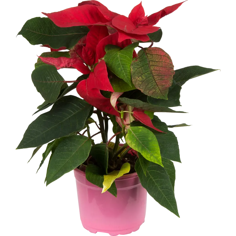 Рождественский цветок Пуансеттия — купить необычный оригинальный подарок в Gift Development