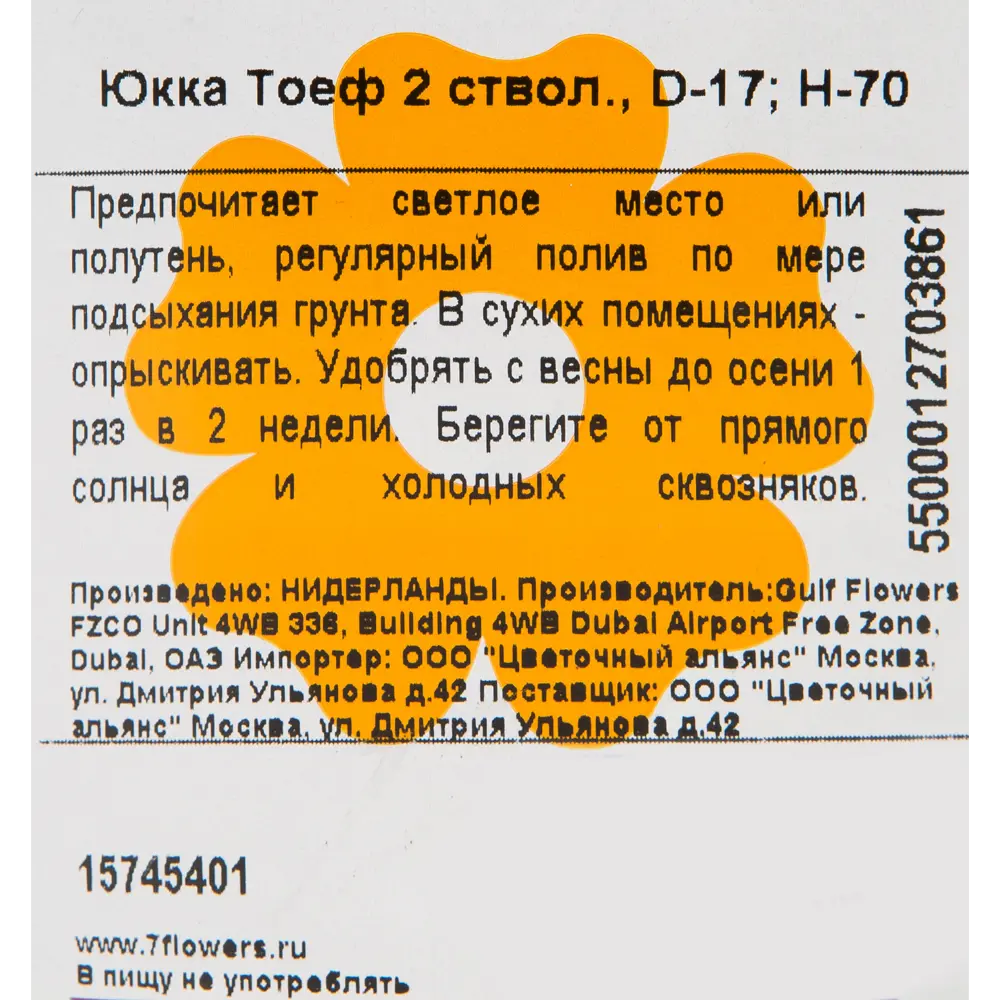 Юкка 17x70 см, 2 ствола ✳️ купить по цене 3555 ₽/шт. в Кемерове с доставкой  в интернет-магазине Леруа Мерлен