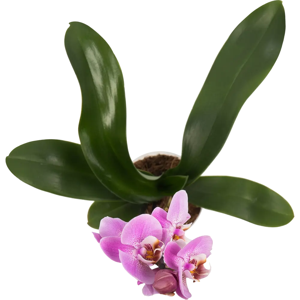 Орхидея в косметологии: Персональные записи в журнале Ярмарки Мастеров