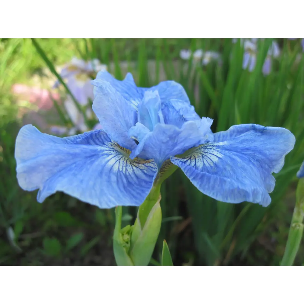 Iris sibirica Concord Crush. Ирис Сибирский Concord Crush. Ирис Диар Делайт. Ирис Сибирский Диар Делайт.