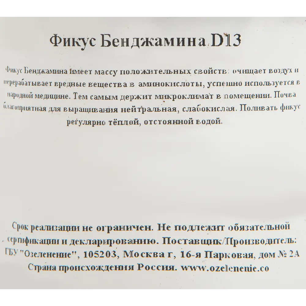 Фикус бенджамина микс d13 h25 ✳️ купить по цене 492 ₽/шт. в Ульяновске с  доставкой в интернет-магазине Леруа Мерлен