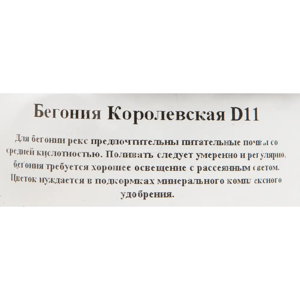 Бегония королевская d11 h20 ✳️ купить по цене 266 ₽/шт. в Ижевске с  доставкой в интернет-магазине Леруа Мерлен