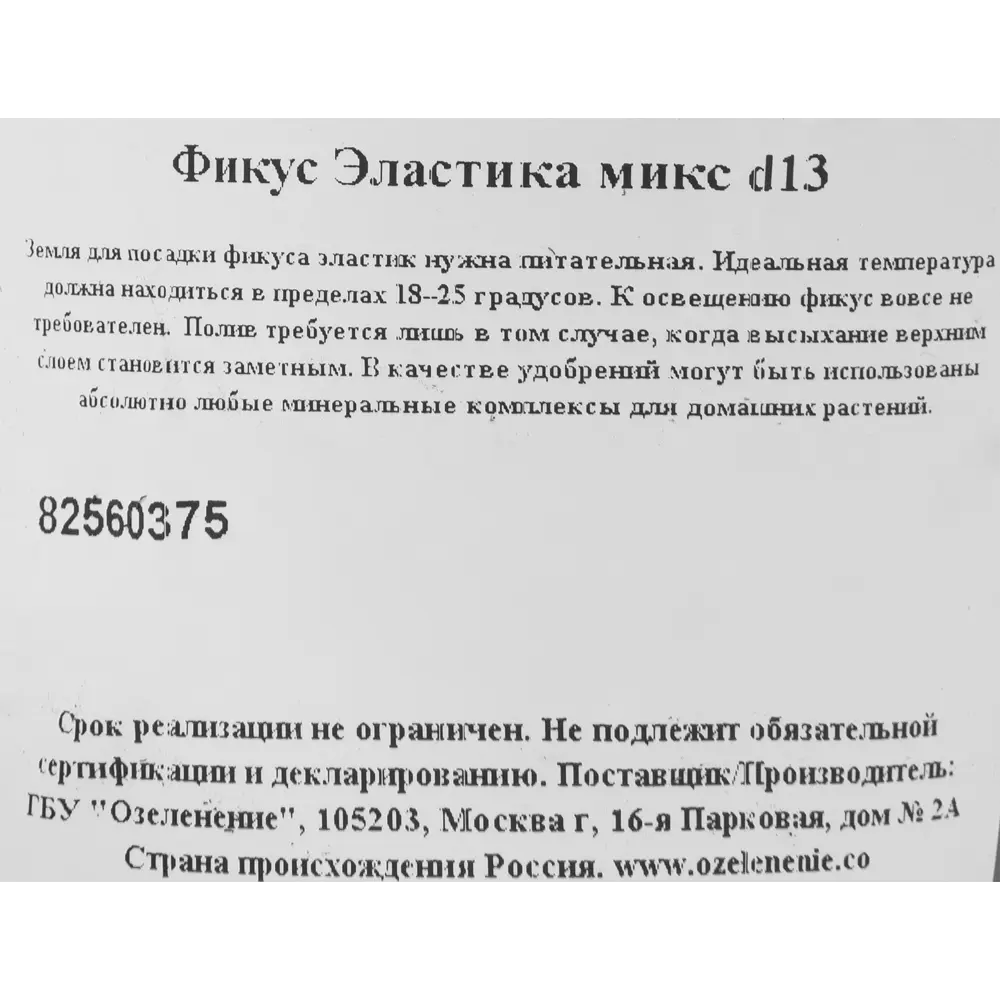 Фикус эластика микс d13 h30 ✳️ купить по цене 500 ₽/шт. в Ставрополе с  доставкой в интернет-магазине Леруа Мерлен