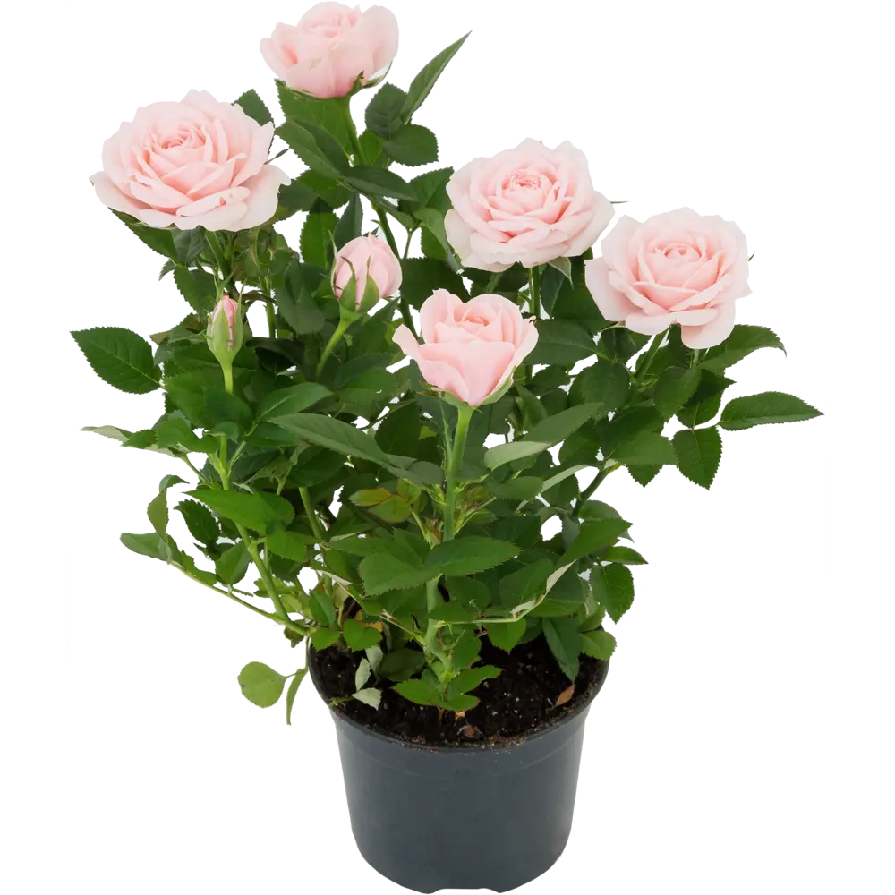 Роза горшечная Кордана микс 10,5x10,5 см по цене 404 ₽/шт. купить в Москве  в интернет-магазине Леруа Мерлен