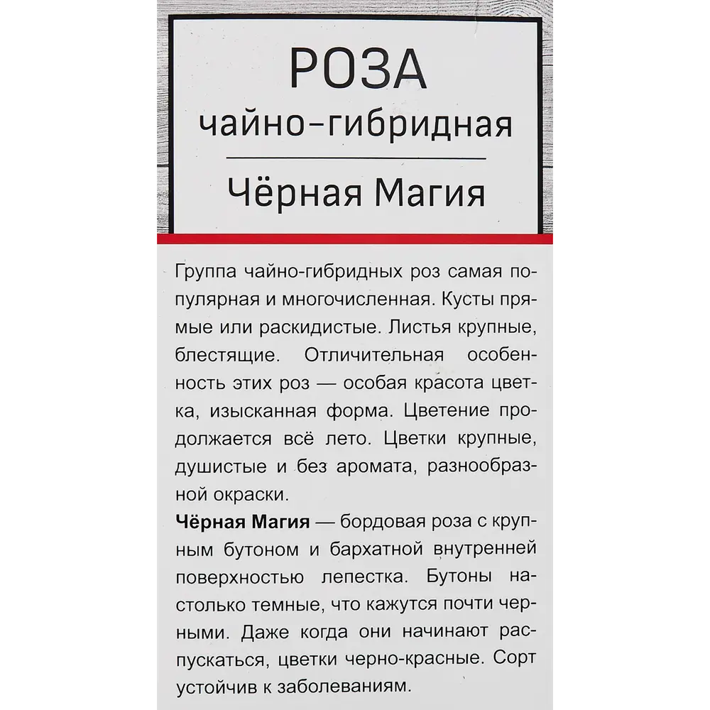 Розы чайно-гибридные «Черная Магия» ✳️ купить по цене 498 ₽/шт. в Казани с  доставкой в интернет-магазине Леруа Мерлен