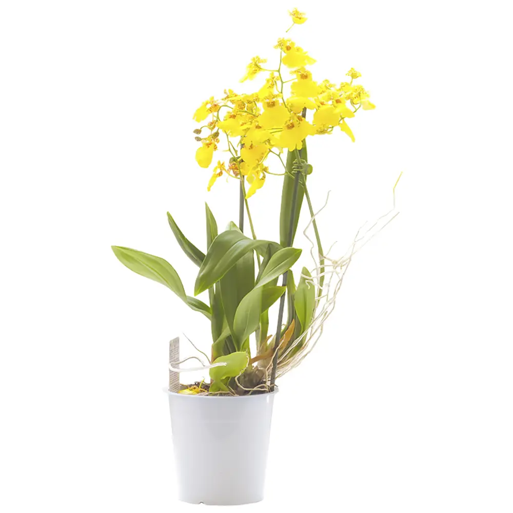 Купить орхидею в ставрополе. Орхидеи в Леруа Мерлен. Орхидея микс d12. Фаленопсис Экстра микс. Фаленопсис твистер.