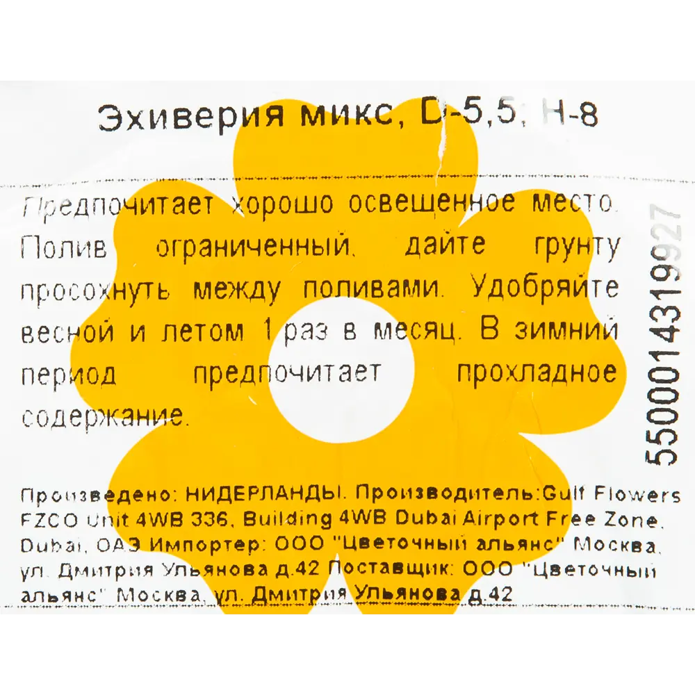 Эхеверия микс 5,5x8 см ✳️ купить по цене 333 ₽/шт. в Волгограде с доставкой  в интернет-магазине Леруа Мерлен