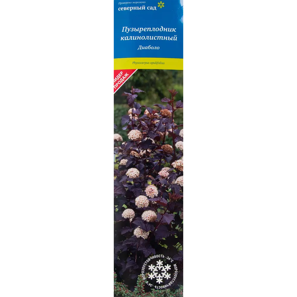 Пузыреплодник калинолистный Северный сад «Диаболо» ✳️ купить по цене 433  ₽/шт. в Москве с доставкой в интернет-магазине Леруа Мерлен