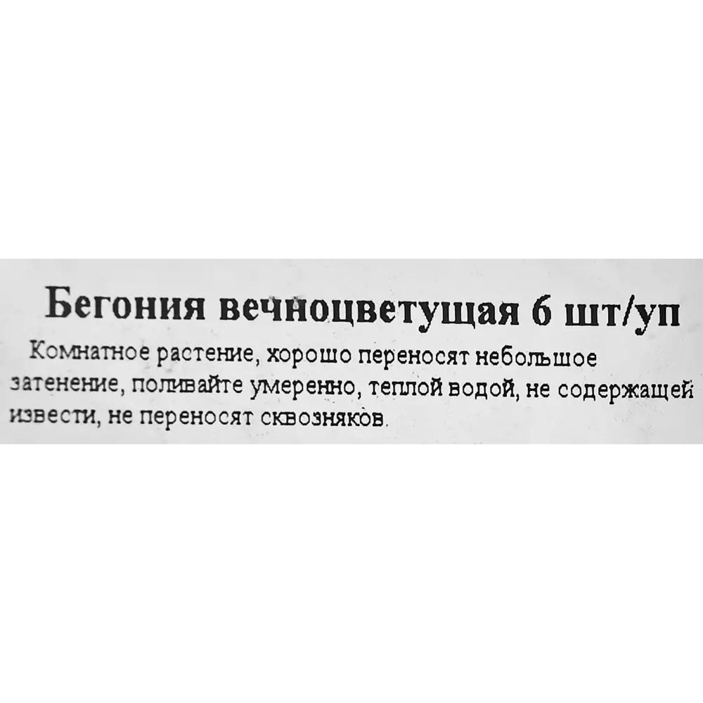 Рассада Бегония вечноцветущая h15 см, 6 шт. ✳️ купить по цене 285 ₽/шт. в  Уфе с доставкой в интернет-магазине Леруа Мерлен