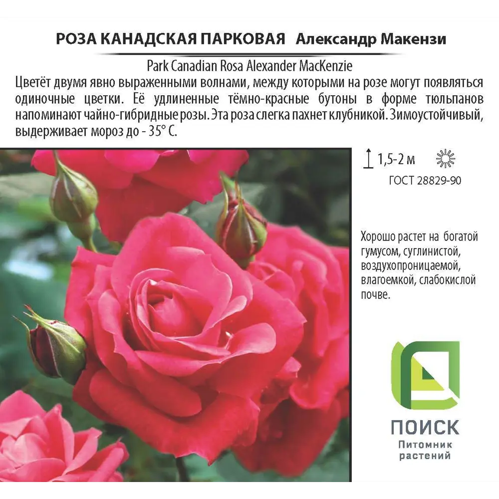 Роза парковая канадская «Александр Макензи», 3.5 л ✳️ купить по цене 1555  ₽/шт. в Москве с доставкой в интернет-магазине Леруа Мерлен