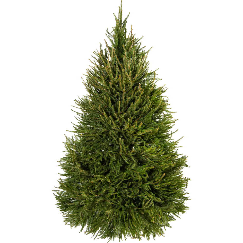 Живые елки – купить елку живую (живые новогодние елки) на OZON по низкой цене