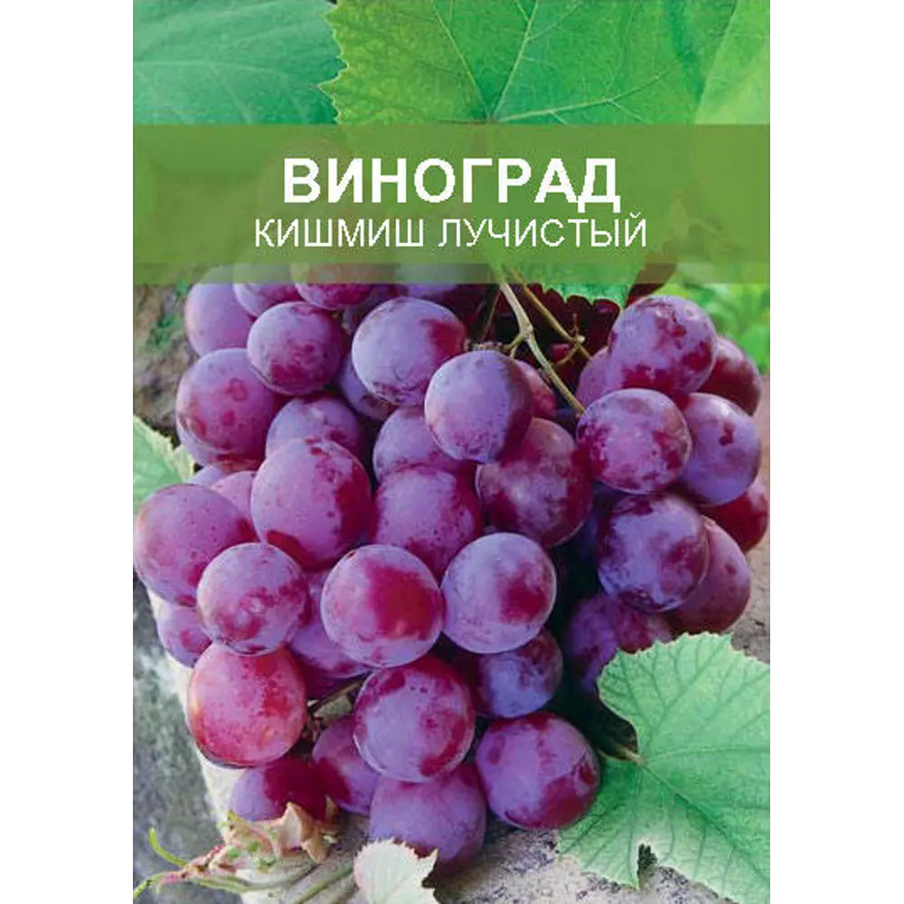 Виноград Кишмиш лучистый ø15 h50 см ✳️ купить по цене 411 ₽/шт. в  Набережных Челнах с доставкой в интернет-магазине Леруа Мерлен