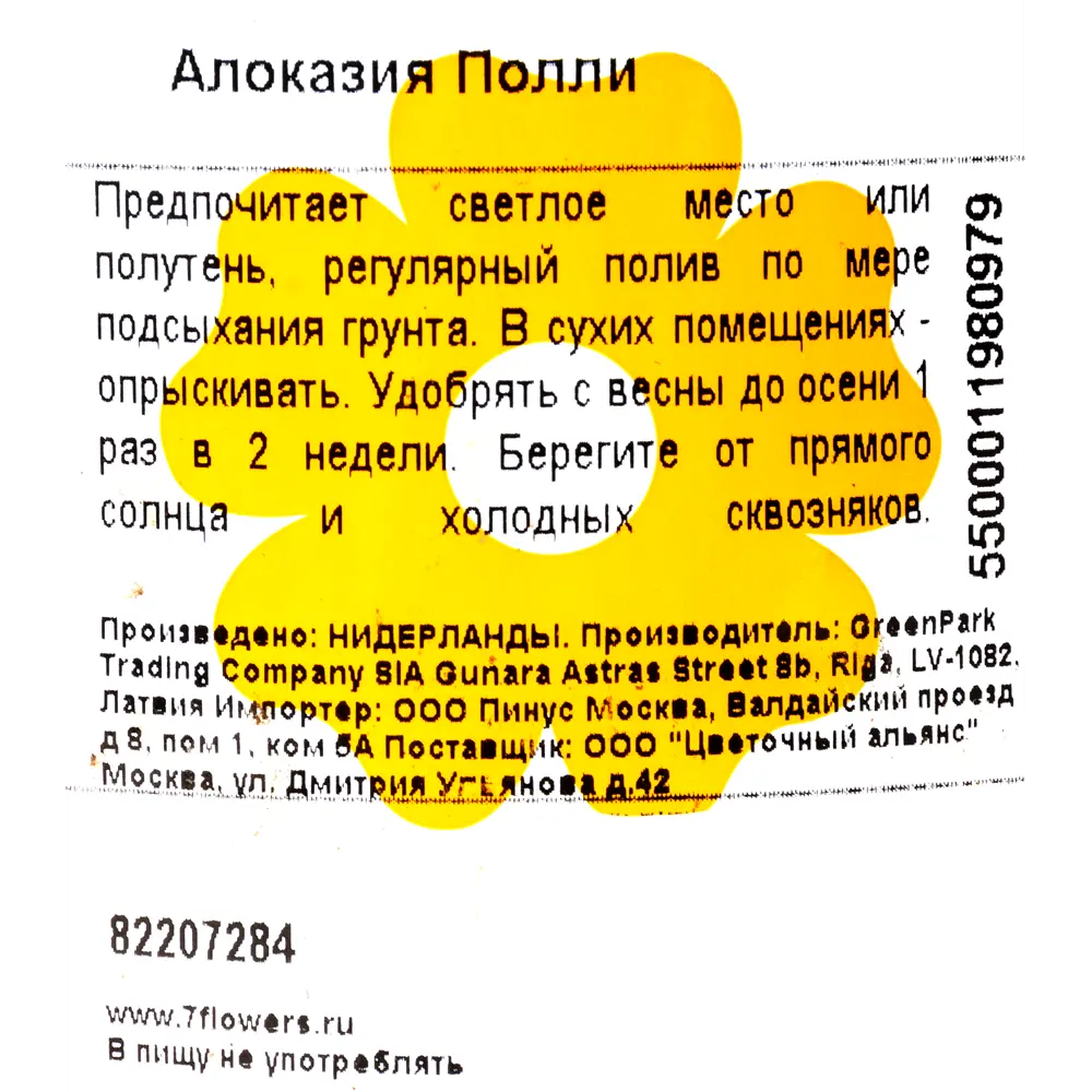 Алоказия Полли 12x35 см ✳️ купить по цене 1111 ₽/шт. в Сургуте с доставкой  в интернет-магазине Леруа Мерлен