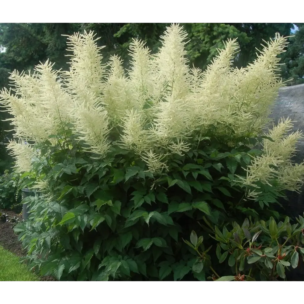 Горец изменчивый фото и описание. Волжанка двудомная (Aruncus dioicus). Волжанка китайская Zweiweltenkind. Волжанка китайская (Aruncus sinensis). Арункус Волжанка.