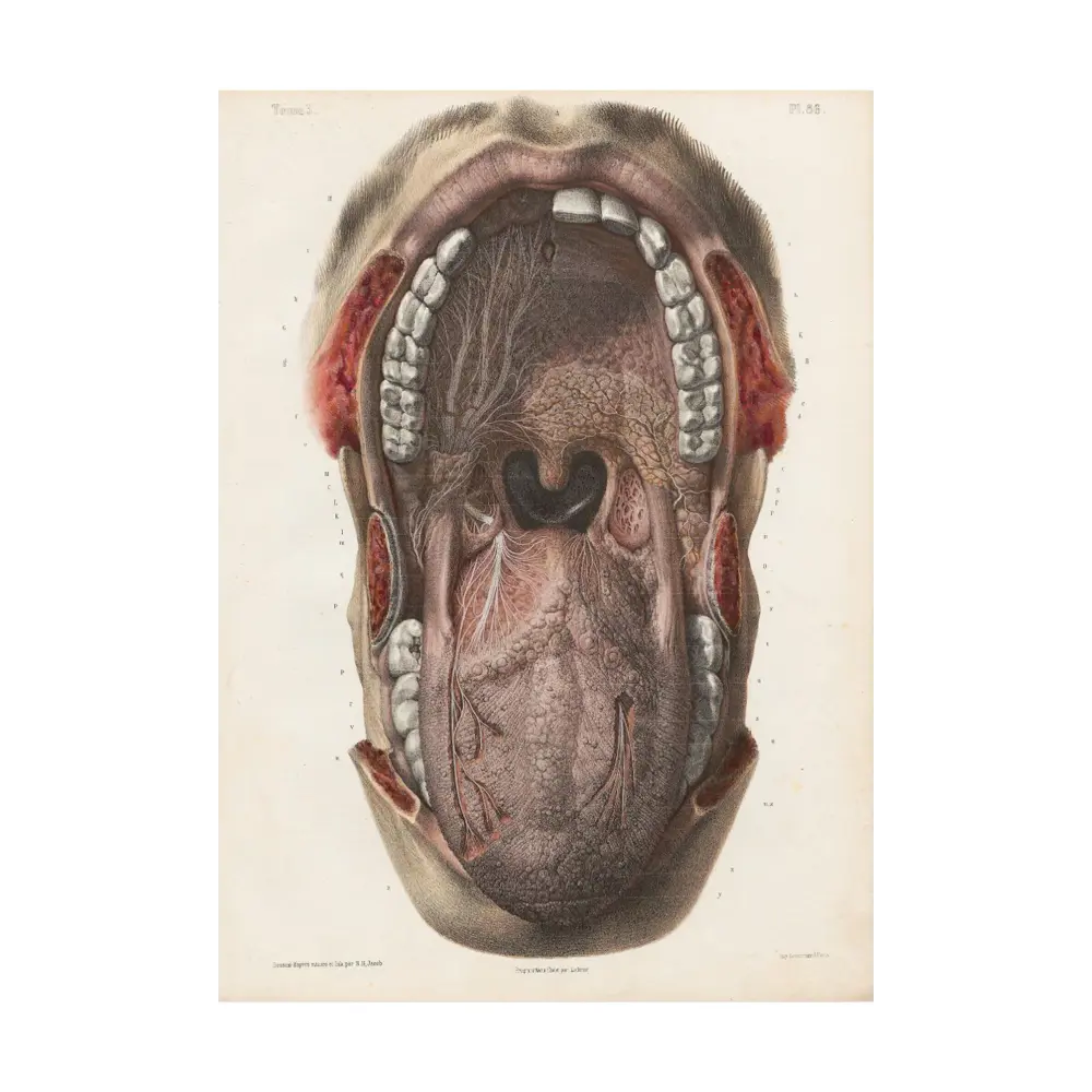 Постер Анатомия - Строение желез и сосочков в полости рта человека 40x50 см  в раме по цене 2490 ₽/шт. купить в Твери в интернет-магазине Леруа Мерлен