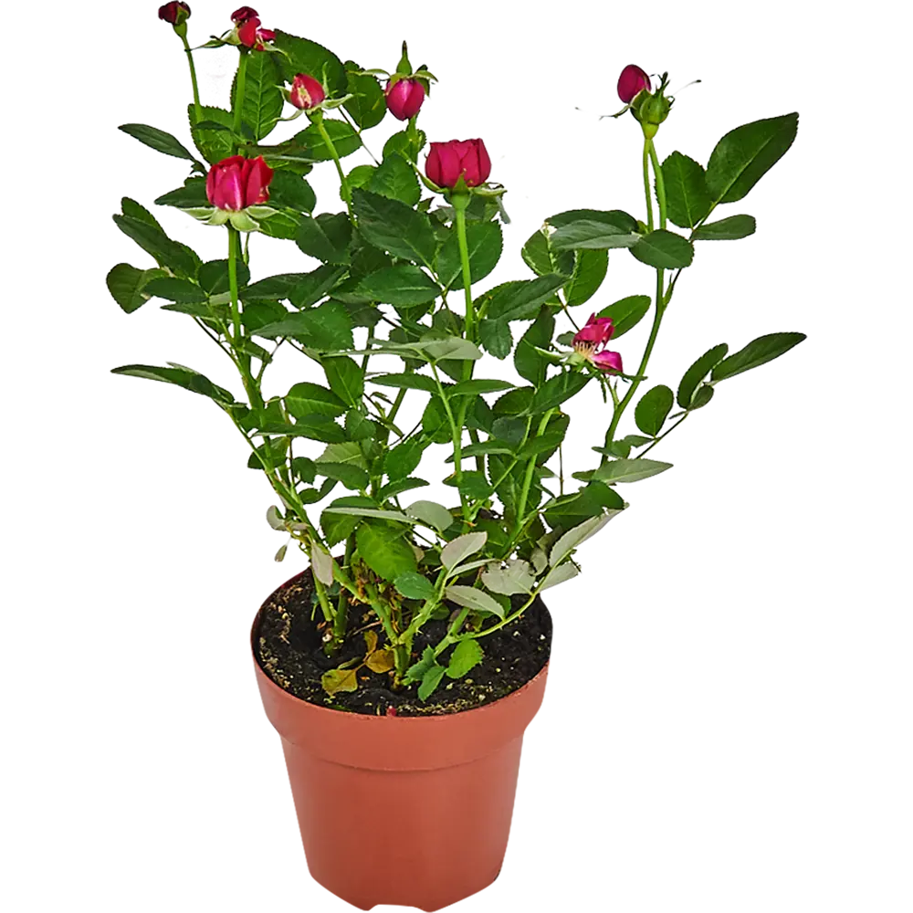 Купить тюльпаны в Оби - недорогие букеты тюльпаны в интернет-магазине биржевые-записки.рф