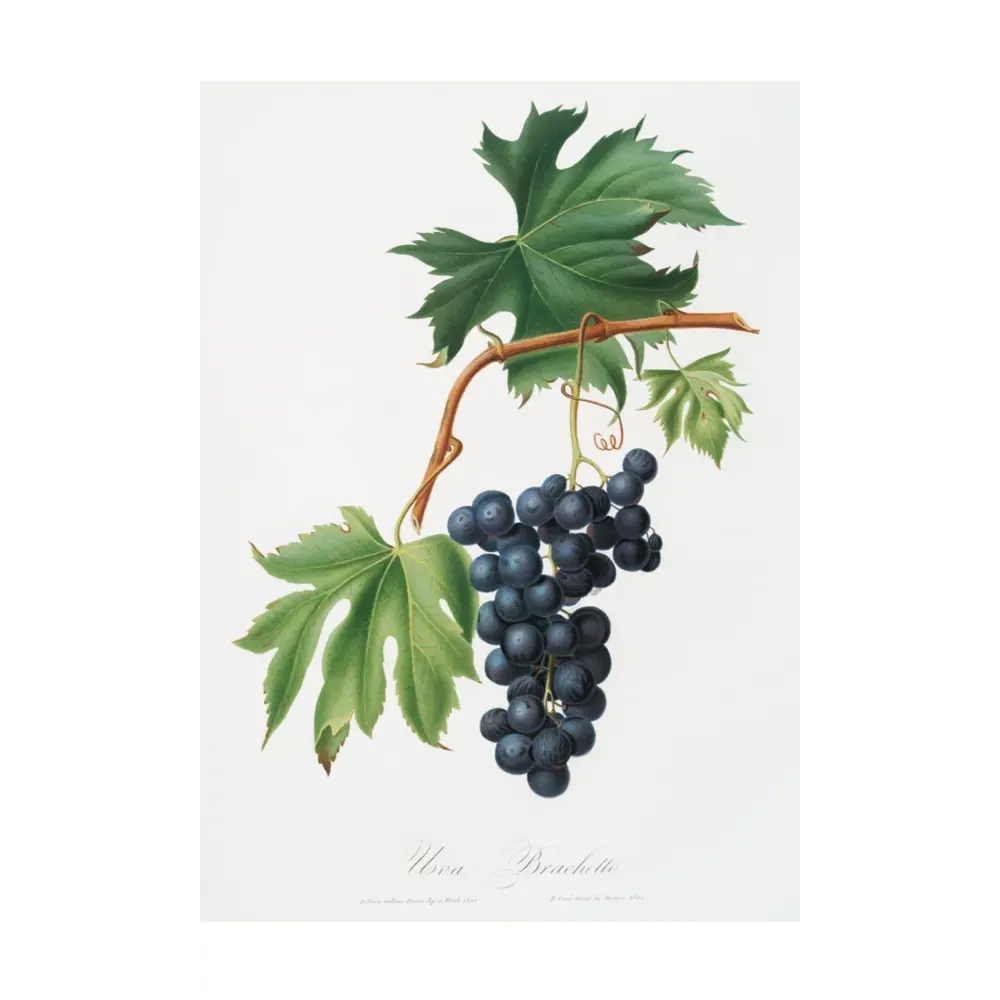 гроздь винограда: купить по цене с доставкой по всей России