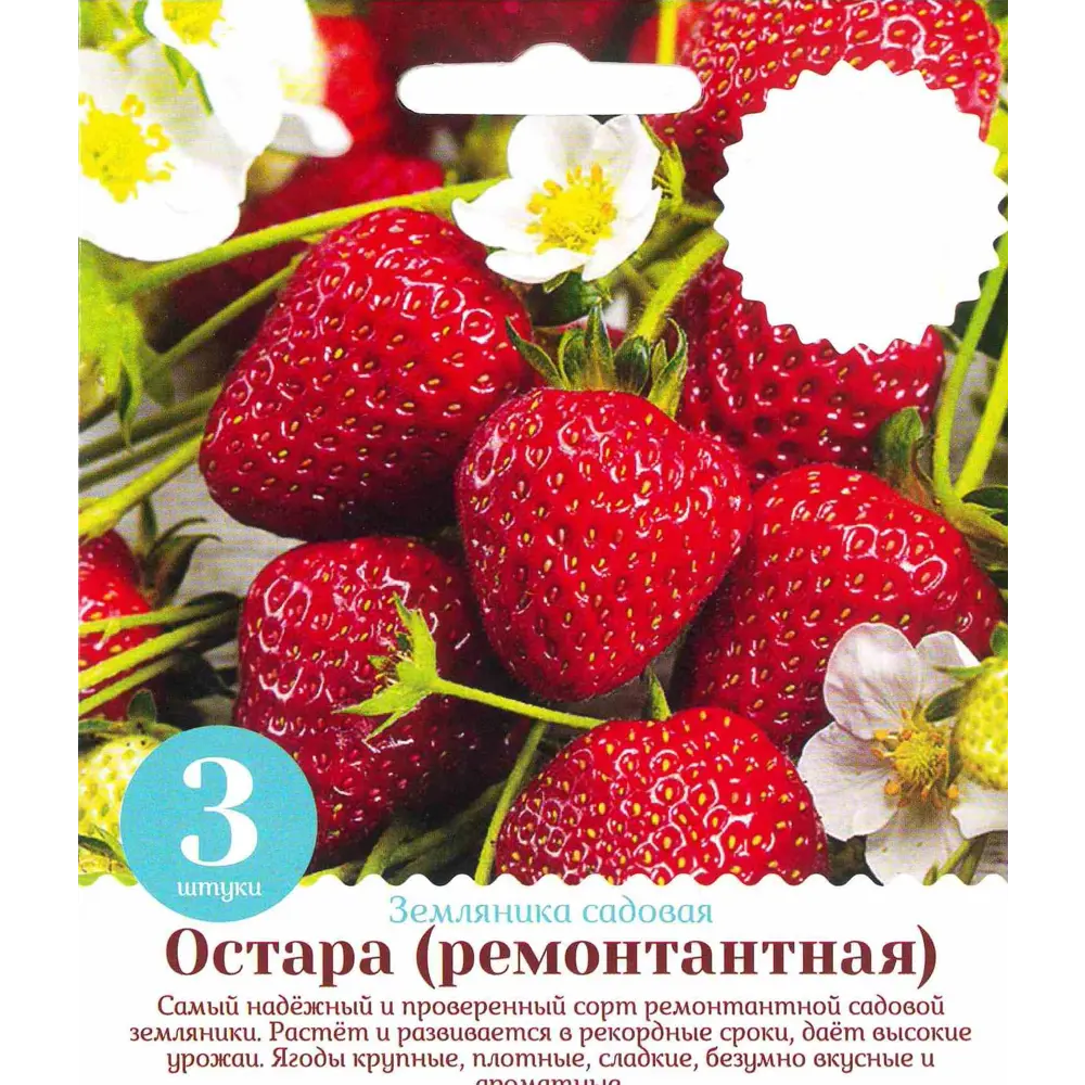 Земляника садовая ремонтантная «Остара» 1 год 3 шт. ✳️ купить по цене 138  ₽/шт. в Ижевске с доставкой в интернет-магазине Леруа Мерлен