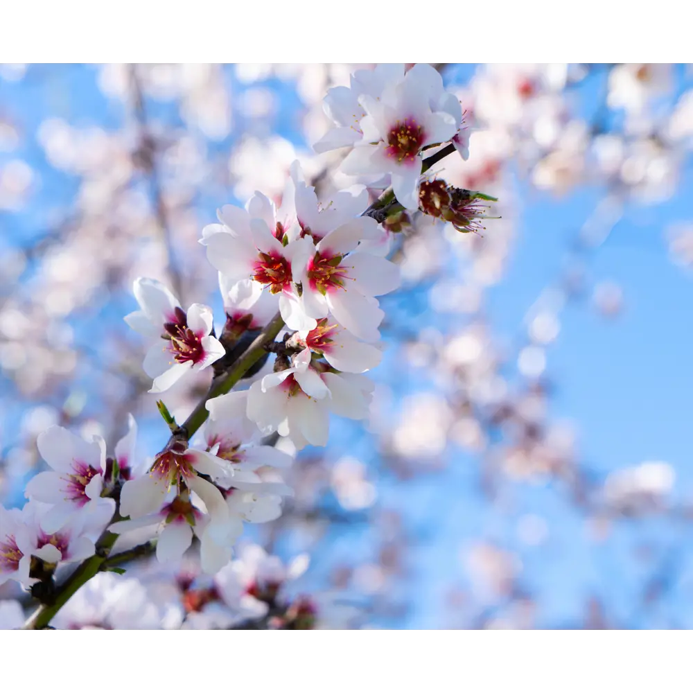 Фотообои флизелиновые Primavera Весна 400x270 см ✳️ купить по цене 10200  ₽/шт. в Новокузнецке с доставкой в интернет-магазине Леруа Мерлен