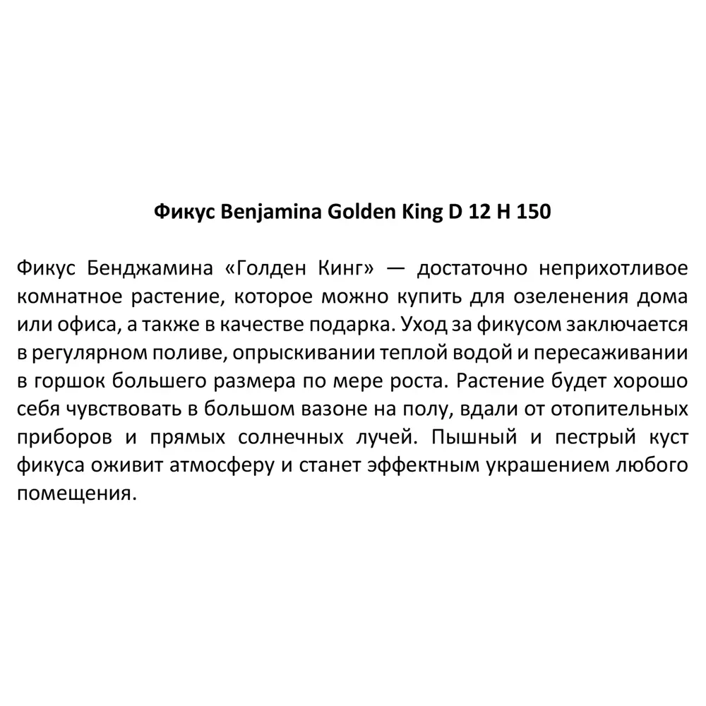 Фикус Benjamina Golden King 27x150 см ✳️ купить по цене 6555 ₽/шт. в Москве  с доставкой в интернет-магазине Леруа Мерлен