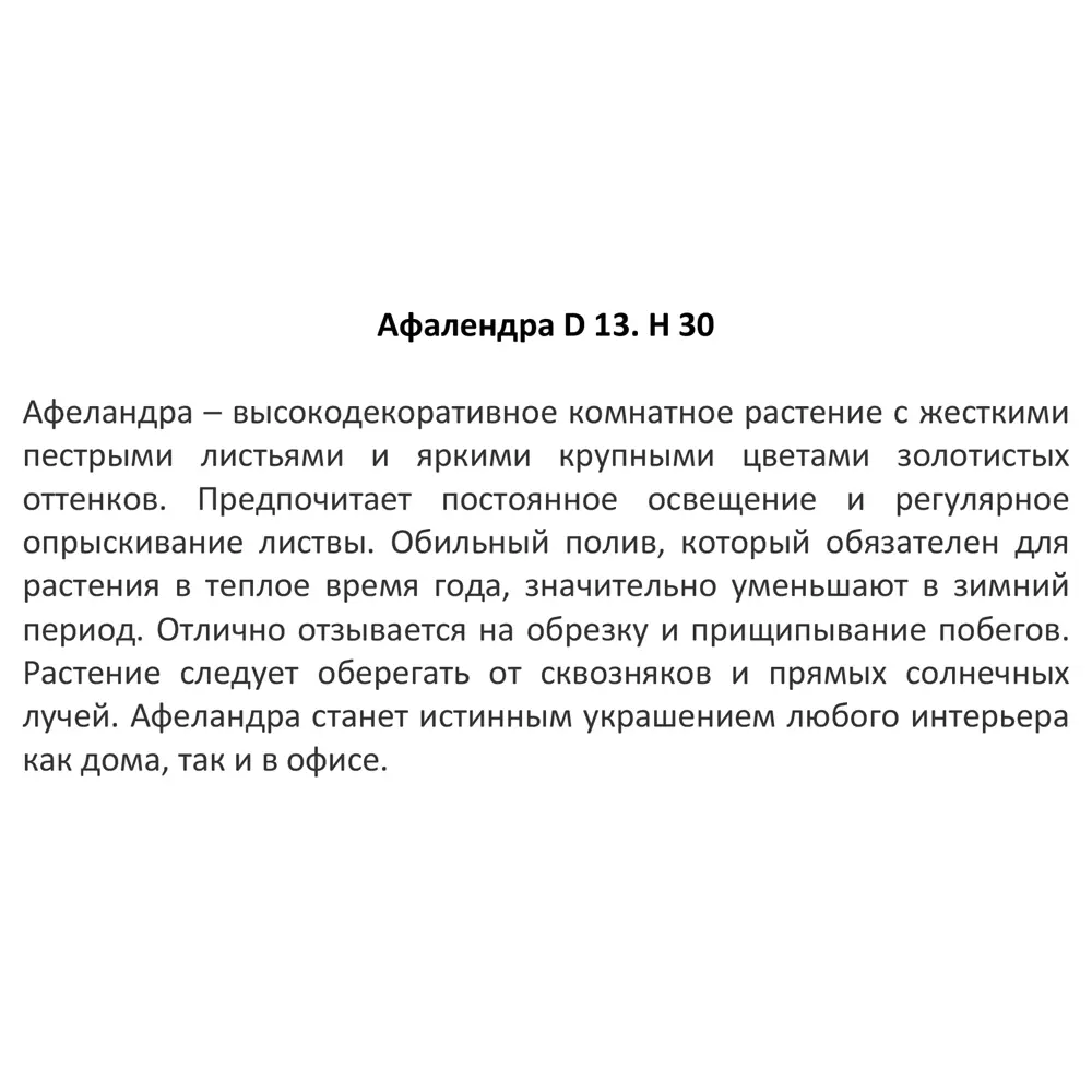 Афеландра 13x30 см ✳️ купить по цене 798 ₽/шт. в Ставрополе с доставкой в  интернет-магазине Леруа Мерлен