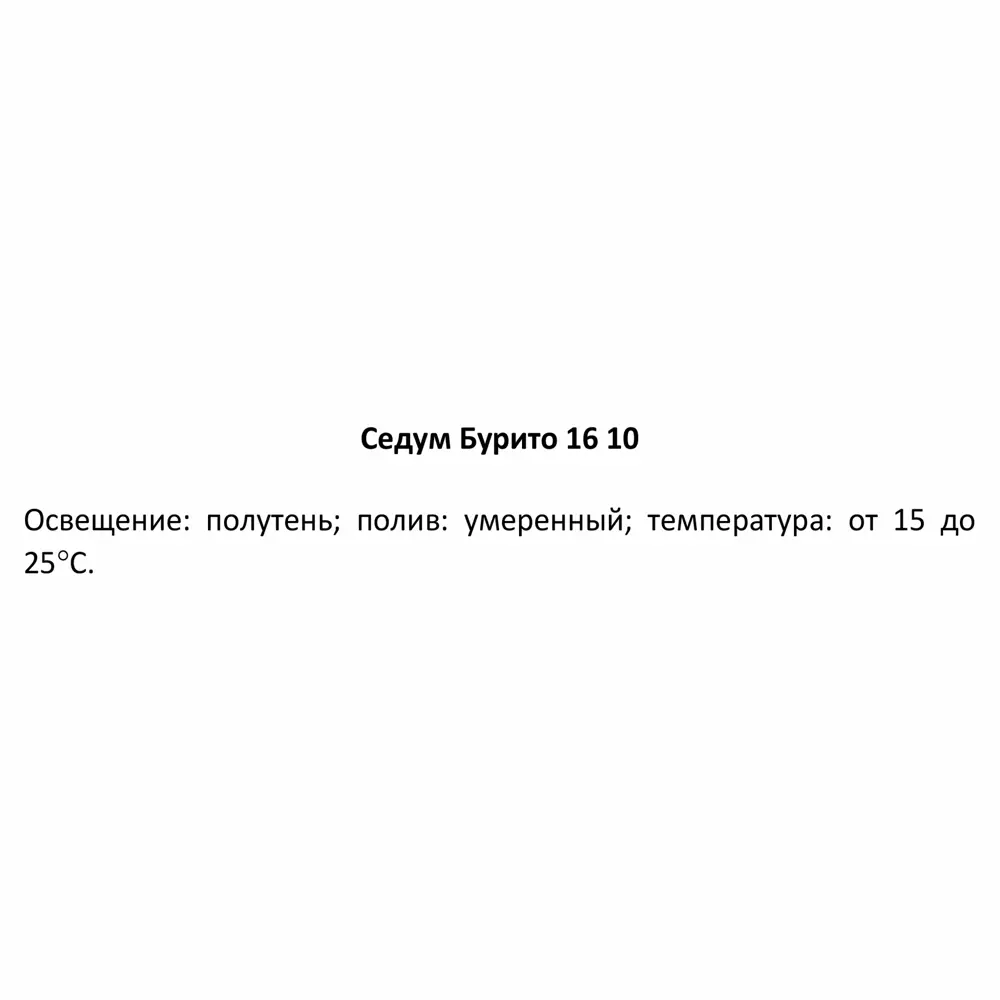 Седум Бурито ø16 h10 см ✳️ купить по цене 2222 ₽/шт. в Санкт-Петербурге с  доставкой в интернет-магазине Леруа Мерлен