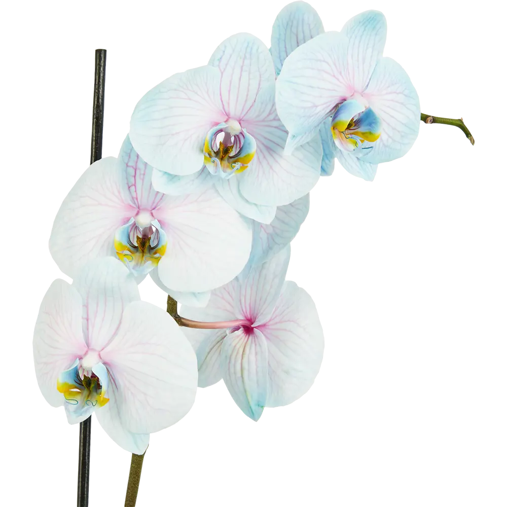 Леруа мерлен орхидея в горшке. Фаленопсис Miracle.